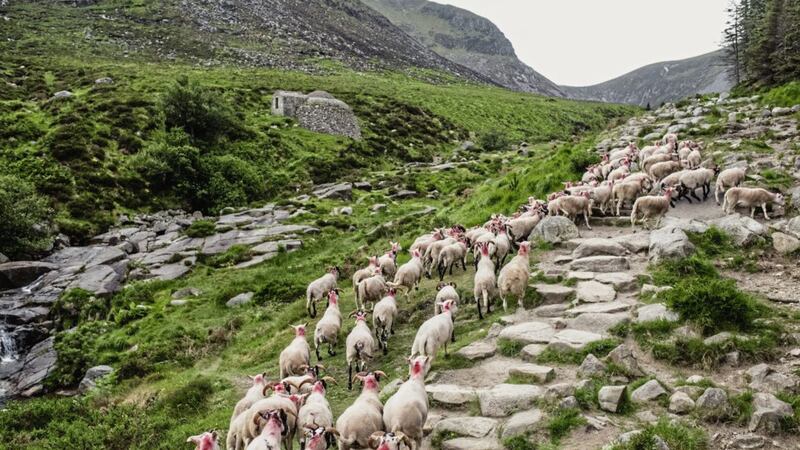 Sheep in the Mournes have been fitted with GPS trackers by the National Trust. Picture from National Trust images/Paul Moane 
