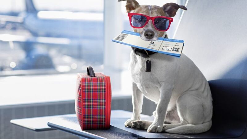 In America pets can fly, as long as they are medical essentials, aka support pets 