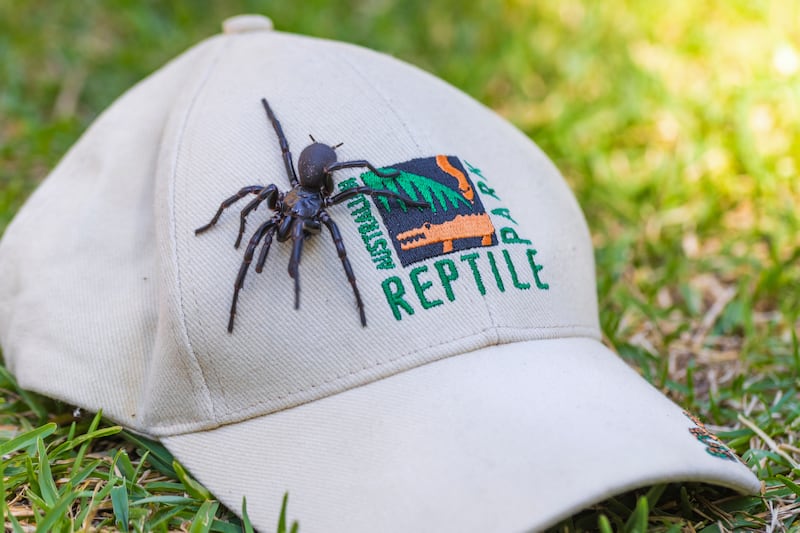 The spider will help with an anti-venom programme (Caitlin Vine/Australian Reptile Park via AP)