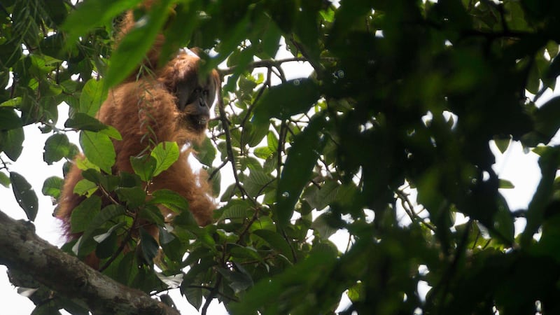 The Tapanuli orangutan has been described by the World Wildlife Fund as the most endangered of all great apes (Alamy/PA)