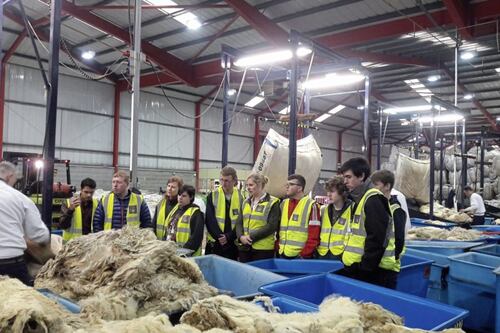 Ulster Wool launches new scheme for first time sheep farmers 