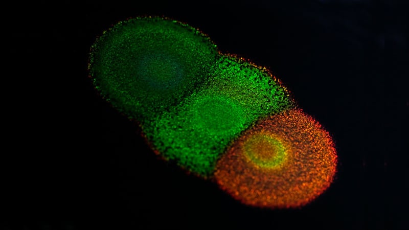 Scientists were able to change the colour of bacteria by manipulating their internal colony structure.