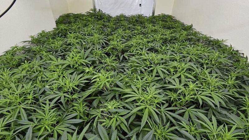 Police seized cannabis worth &pound;2.5m in east and south Belfast 