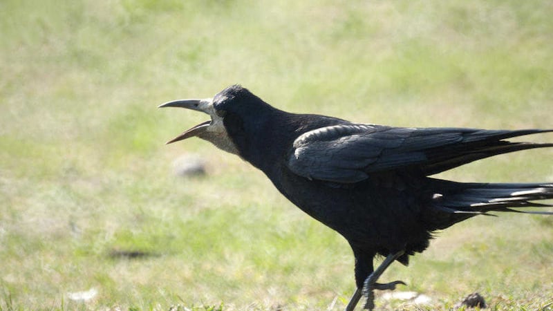 Rooks belong to the family known as crows or corvids which include the jay, magpie, raven, hooded crow, jackdaw and chough 