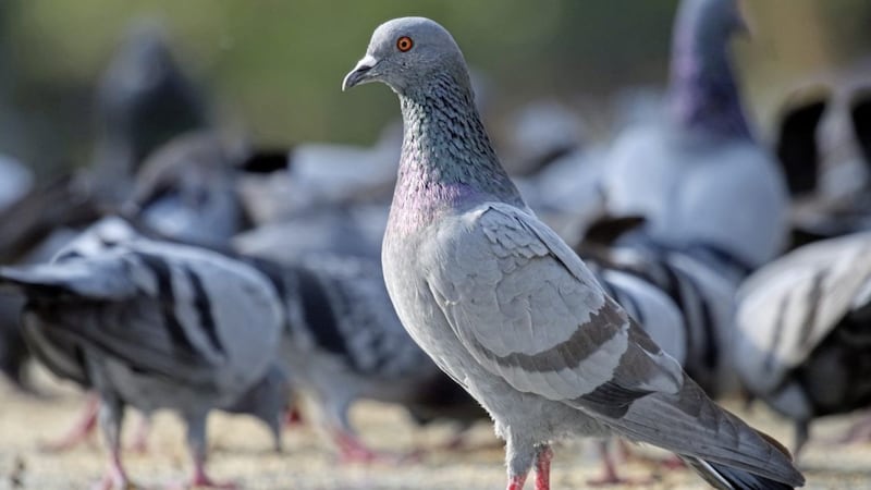 Police are investigating the pigeon &#39;head biting&#39; video 