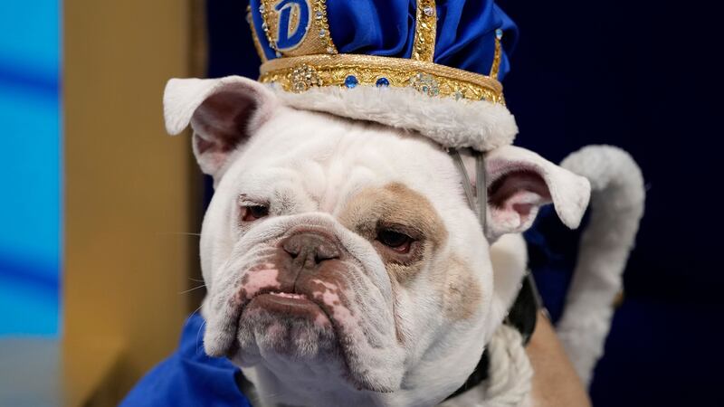 The two-year-old English bulldog beat 28 other contestants from six states to win the top prize.