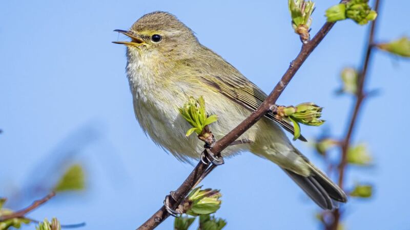 The returning chiffchaff&#39;s call is a sure sign that spring has arrived. 