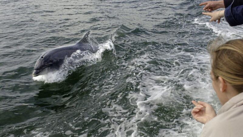 Searches for the friendly bottlenose dolphin Fungie have been called off in Dingle, Co Kerry 