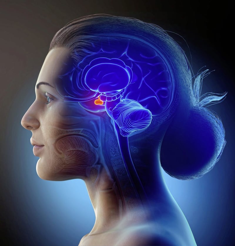 The pituitary gland secretes hormones that play a key role in several functions throughout the body, including urination 