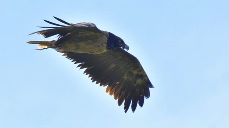 Scores of people have trekked on to the wild uplands between Sheffield and Ladybower Reservoir to see the vulture.