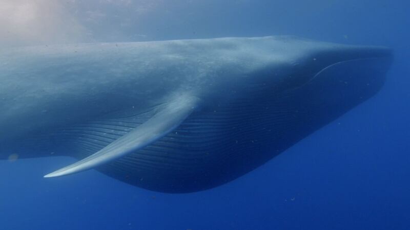 The blue whale dwarfs its ancestors and it seems seasonal feeding is the reason.