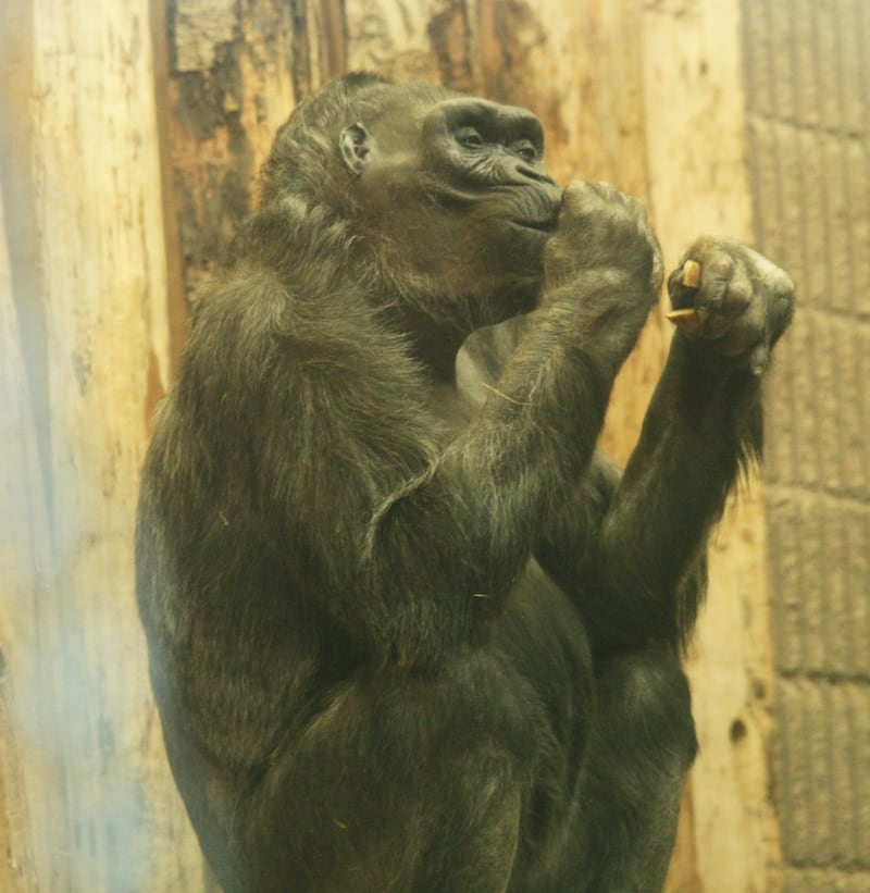 Delilah was part of the first gorilla group at Belfast Zoo when she arrived in the city in 1992