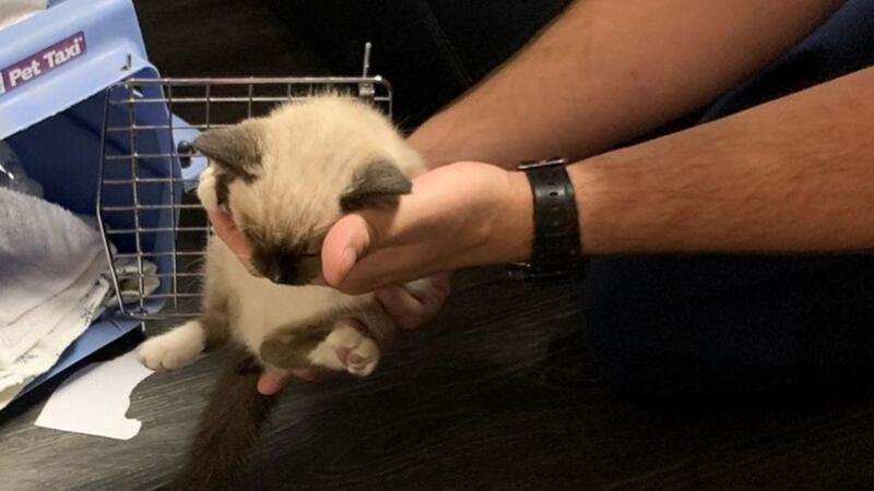 The six-week-old kitten quickly recovered after she was given milk, cat food, and was warmed in towels.
