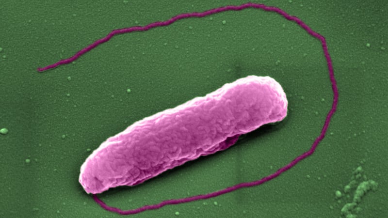 Although it was first described in 1947, the way in which colistin kills bacteria has been somewhat unknown until now.