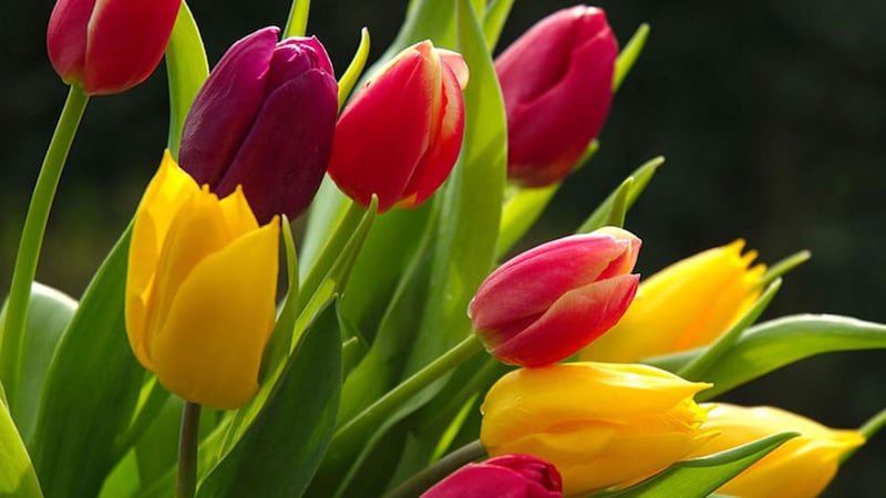 Tulips are great for bringing strong colour into the garden when there&rsquo;s not a lot about 