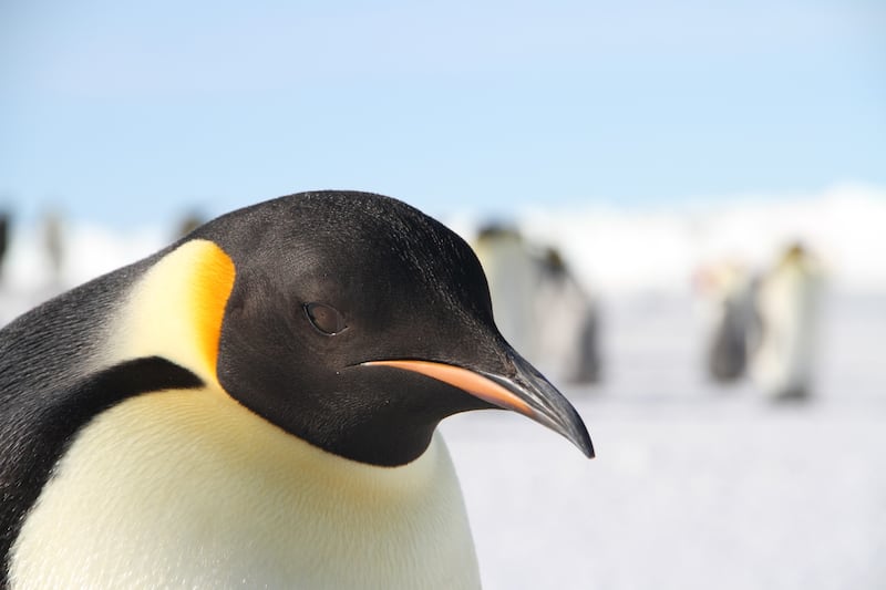 An emperor penguin