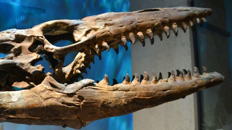 A study of prehistoric teeth sheds new light on the eating habits of lizards and snakes from 100 million years ago.