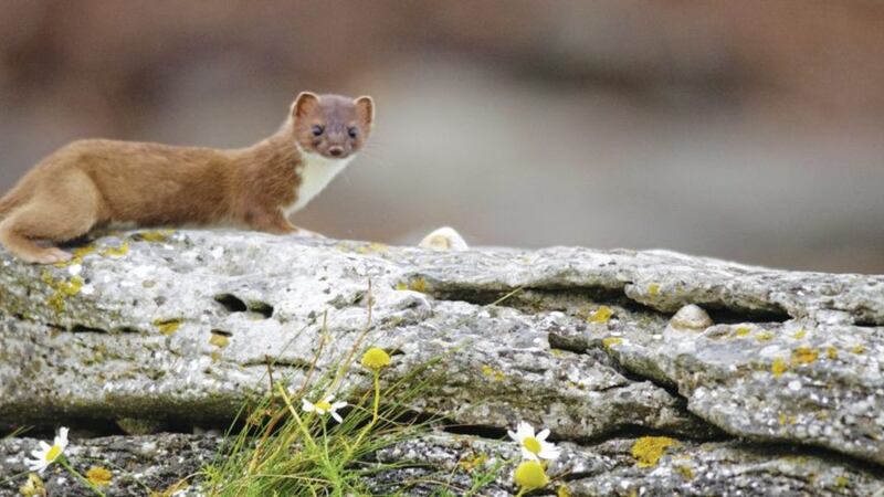 The Irish stoat is a distinct sub-species. Picture from Vincent Wildlife Trust 