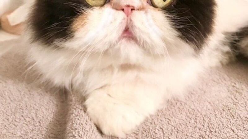 Martha Stewart's &ldquo;beautiful and unusual&rdquo; cat, Princess Peony, who was killed by her pet dogs. Picture from Instagram