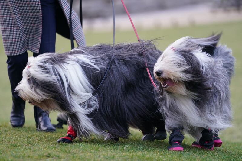 Crufts Dog Show – Day One