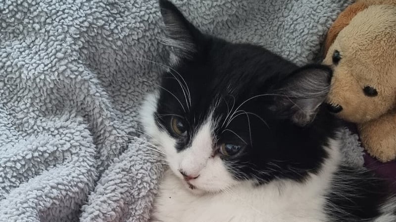 One-year-old black and white Oreo needed extensive surgery after the fall in July.