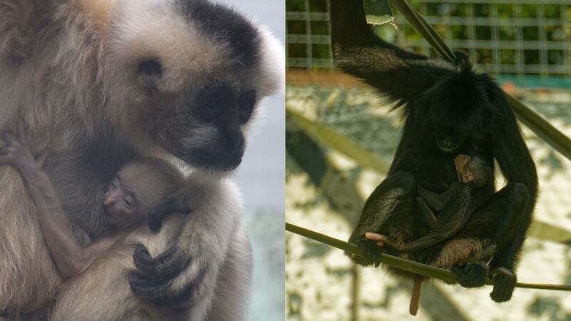 Tycross Zoo is celebrating new arrivals from two monkey species, a baby black-headed spider monkey and a baby northern white-cheeked gibbon.