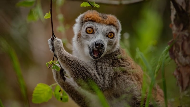 Four endangered crowned lemurs, Hajao, Rak, Ilo, and Pia, have arrived at Chester Zoo.
