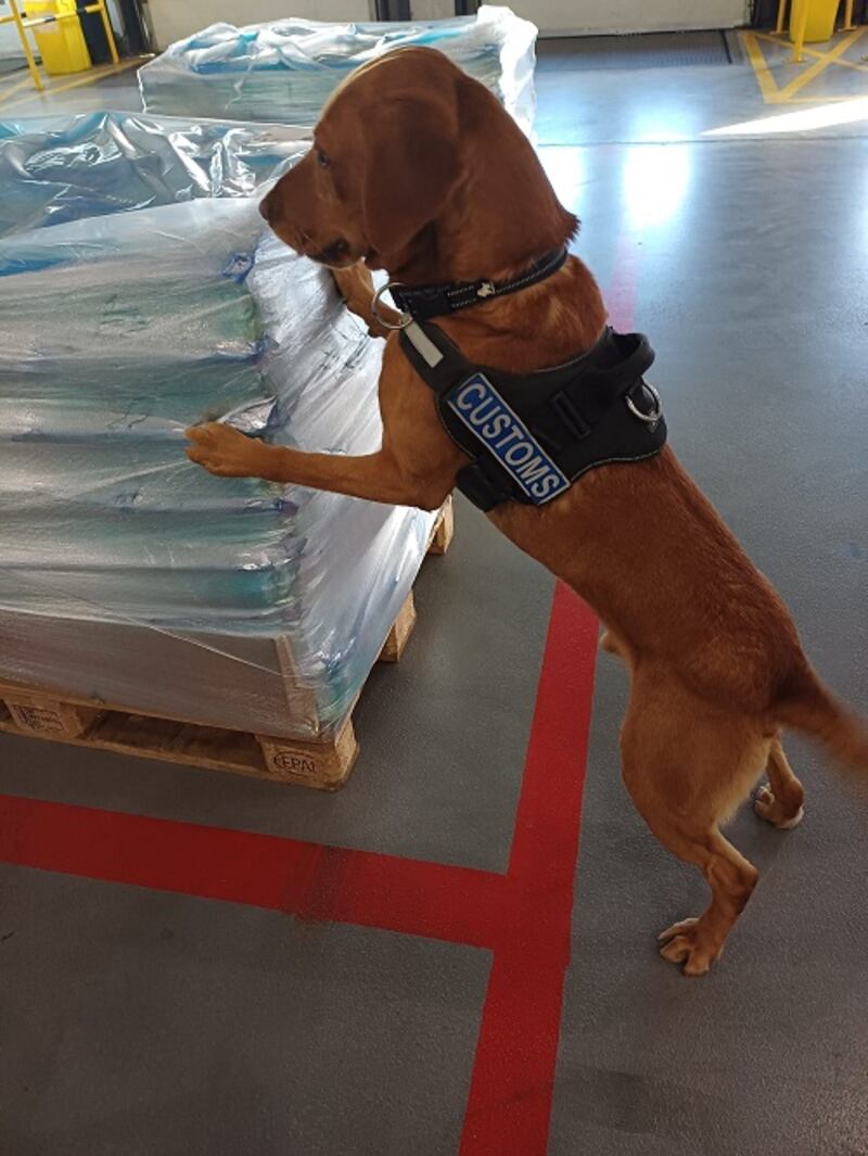 Detector dog James.Picture supplied by Revenue.