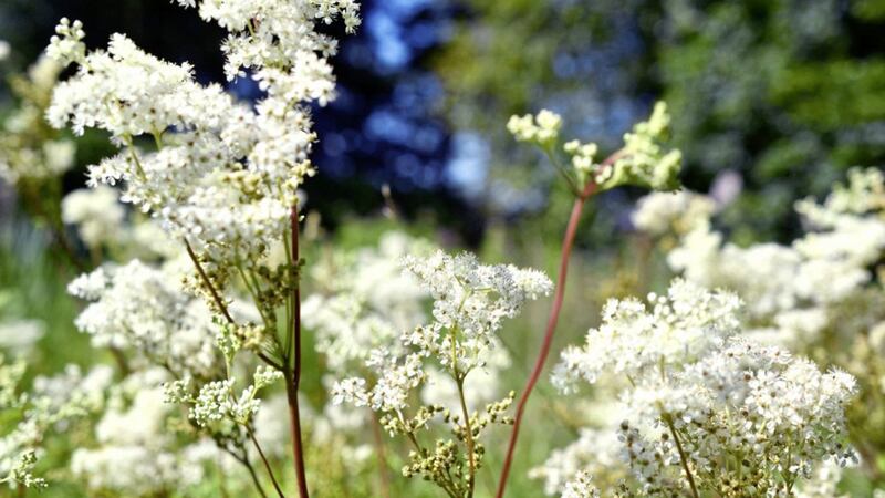 Meadowsweet (Filipendula Ulmaria) is in bloom at the minute all over the Irish countryside 