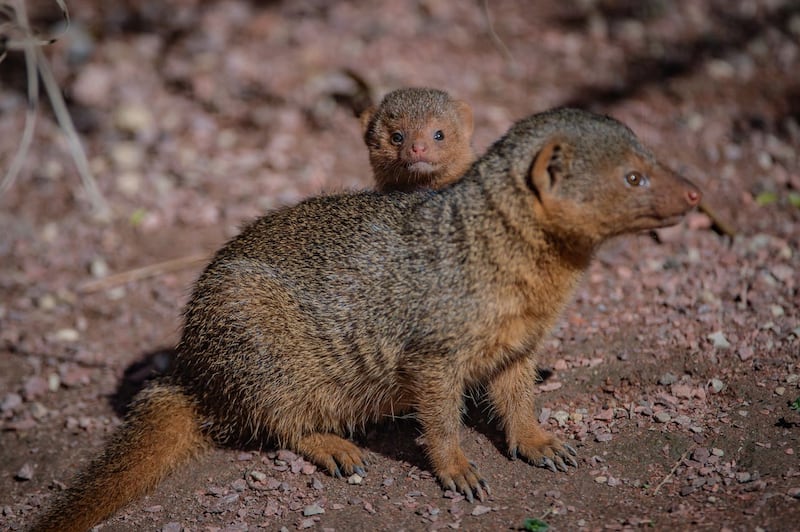 Baby mongoose born at Chester Zoo