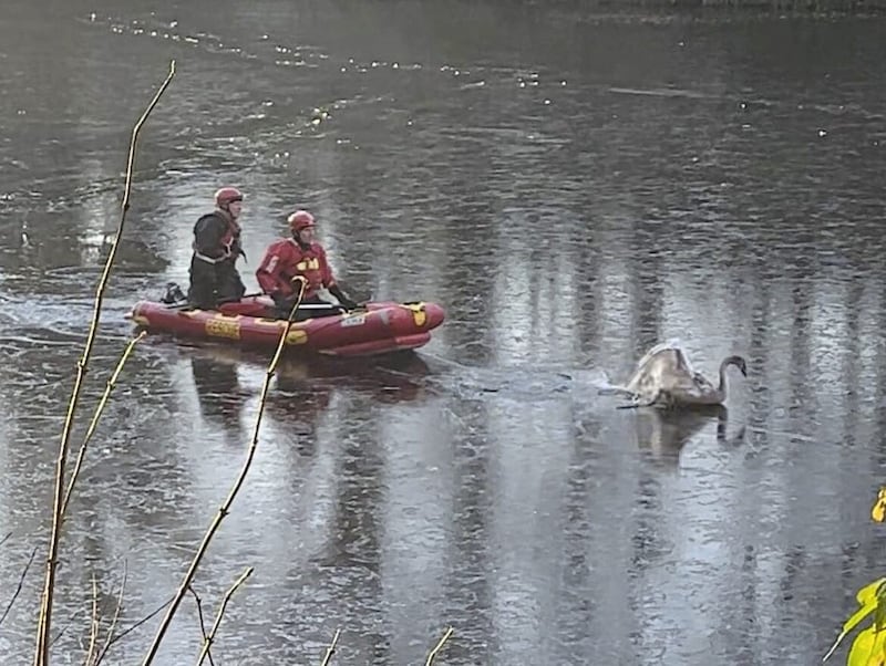 A specialist rescue crew at Duncan&#39;s Dam in Lisburn freed a cygnet that had become trapped in the ice for several hours. Picture: Twitter 