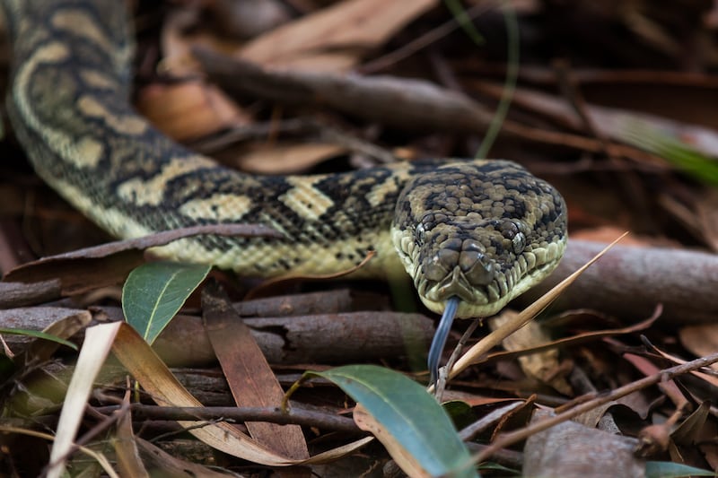 Carpet Python snake
