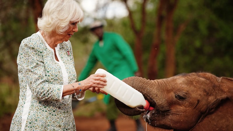 Camilla feeds milk to a baby elephant during a visit to Sheldrick Wildlife Trust Elephant Orphanage (Victoria Jones/PA)
