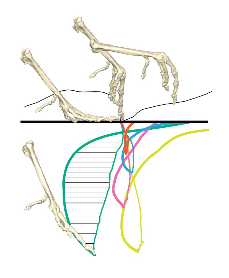Motion analysis of guineafowl feet