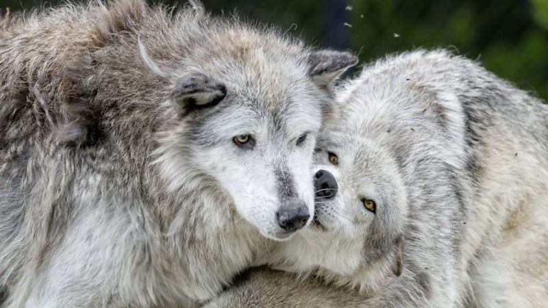 Wolves at Yellowstone National Park, Wyoming, where UK television presenter Philippa Forrester moved to research the animals 