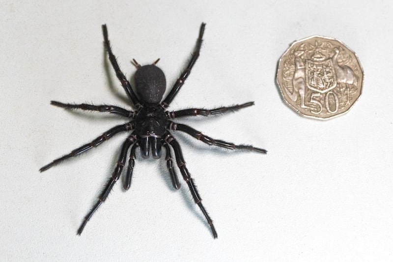 The spider, given the name Hercules, measures 7.9cm (Caitlin Vine/Australian Reptile Park via AP)