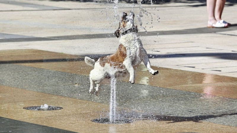 A little terrier squeals with delight as it gets carried up and away while racing through the street fountains in Derry city during the heatwave. Picture by Margaret McLaughlin 