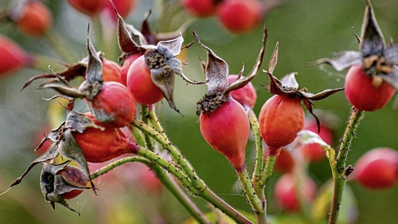 Remove damaged and diseased leaves and faded flowers, but don&#39;t deadhead roses which are going to produce hips, which add colour and to the winter garden 