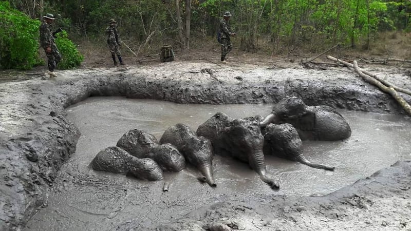 Rangers found the trapped elephants in a park in Thailand.