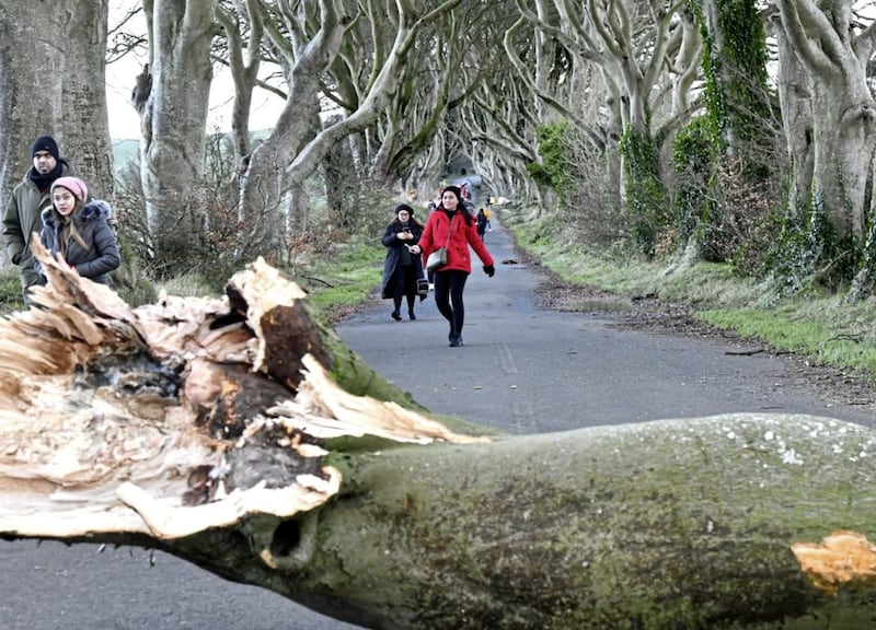 Tourists continue to visit the Dark Hedges where two trees were brought down by strong winds at the weekend. Pic: Alan Lewis - PhotopressBelfast.co.uk. 