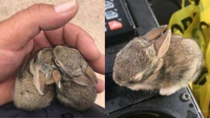 Traffic officer Joshua Herrera from the Las Cruces Police Department rescued two baby rabbits while on duty.