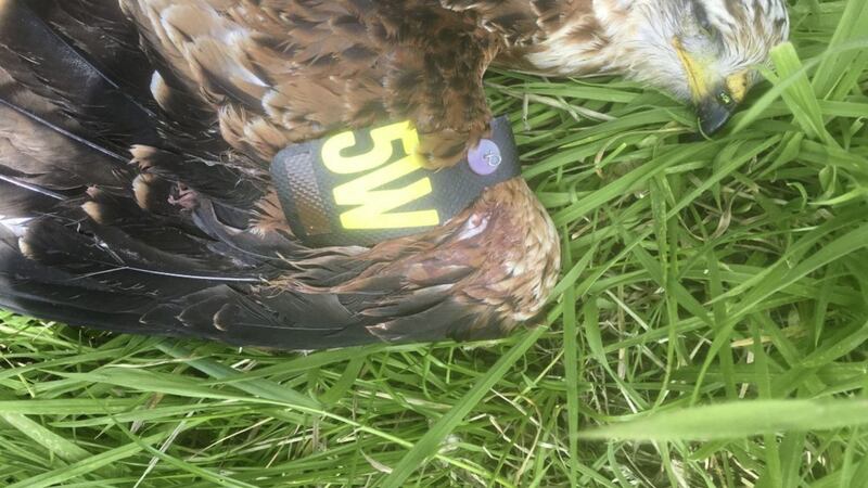 Between 2012 and 2017, nine red kites were illegally killed in Co Down 