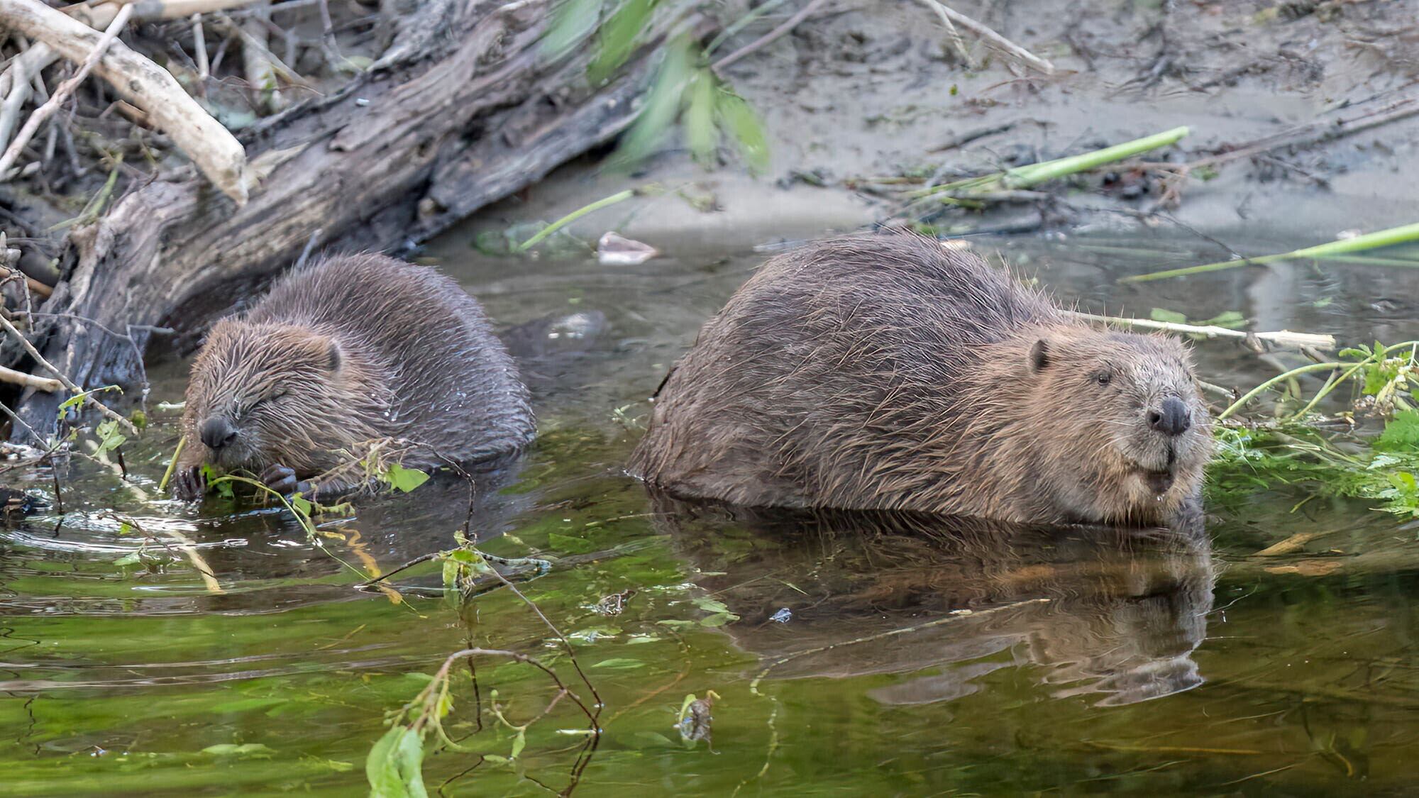 The pair of beavers are set to be released in an enclosure at Ewhurst Park, near Basingstoke.