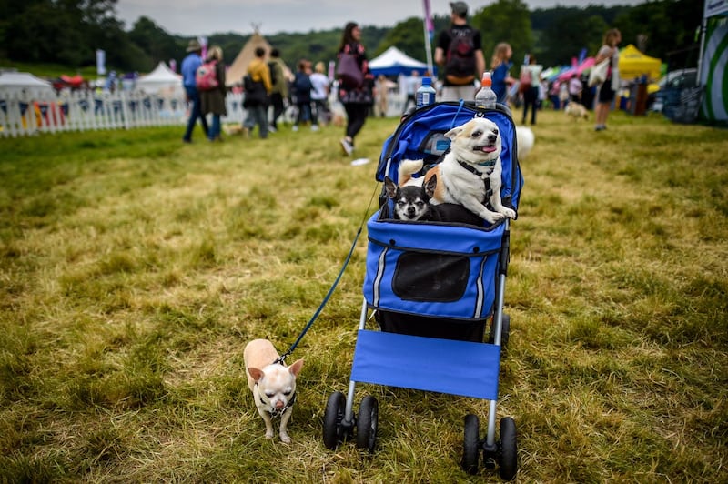 Chihuahuas enjoy the fine weather at the show