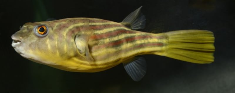 Tetraodon lineatus.