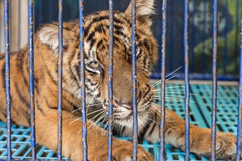 Tiger in captivity (World Animal Protection)
