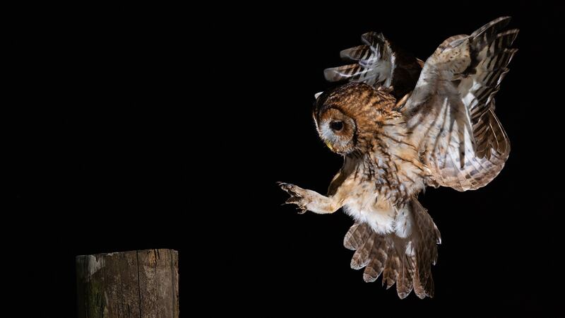 A study is asking volunteers to listen out for the classic call which is made by a pair of owls hooting in harmony.