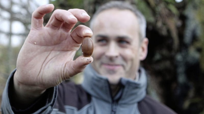 An acorn that has been produced from a 400 year old oak tree in Belfast&#39;s Belvoir Forest Park. Pictured is Dan Clarke, senior ranger at Lagan Valley Regional Park. Picture by Matt Bohill 