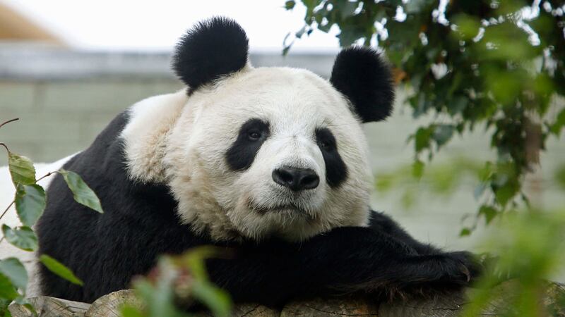 Tian Tian underwent the procedure at Edinburgh Zoo during her annual health check.