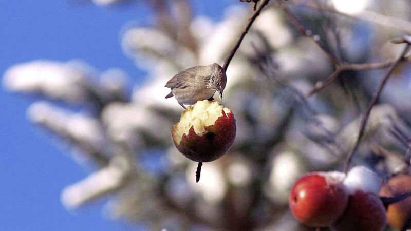 You can remove the fruit from your apple trees or leave them for the wildlife. Picture by Brendan Murphy 